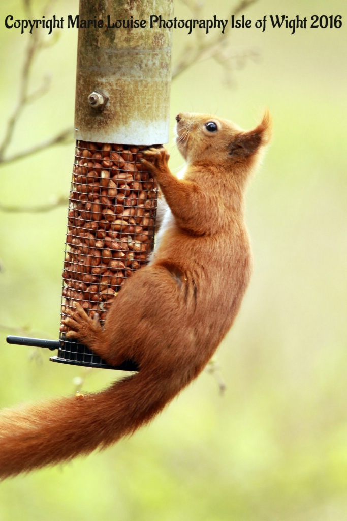 Hungry Red Squirrel