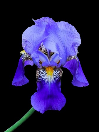 Iris