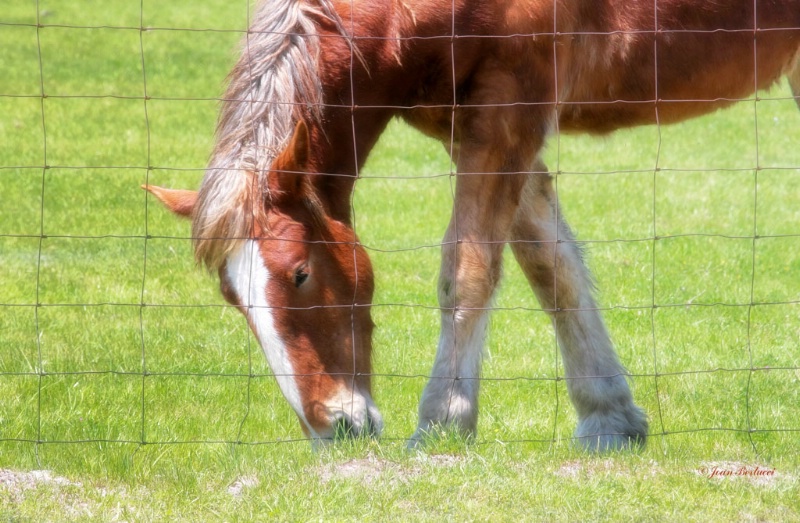 Don't Fence Me In