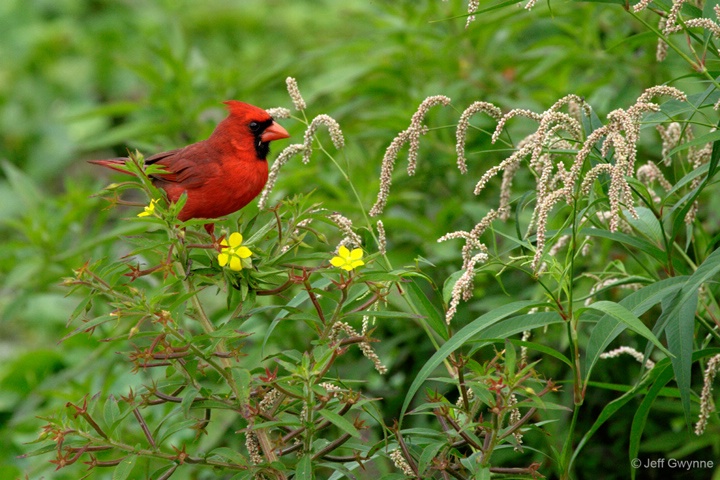 Cardinal - ID: 15131065 © Jeff Gwynne