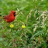 © Jeff Gwynne PhotoID # 15131065: Cardinal