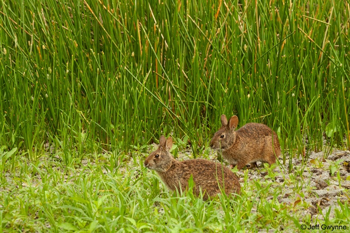 Marsh Rabbits