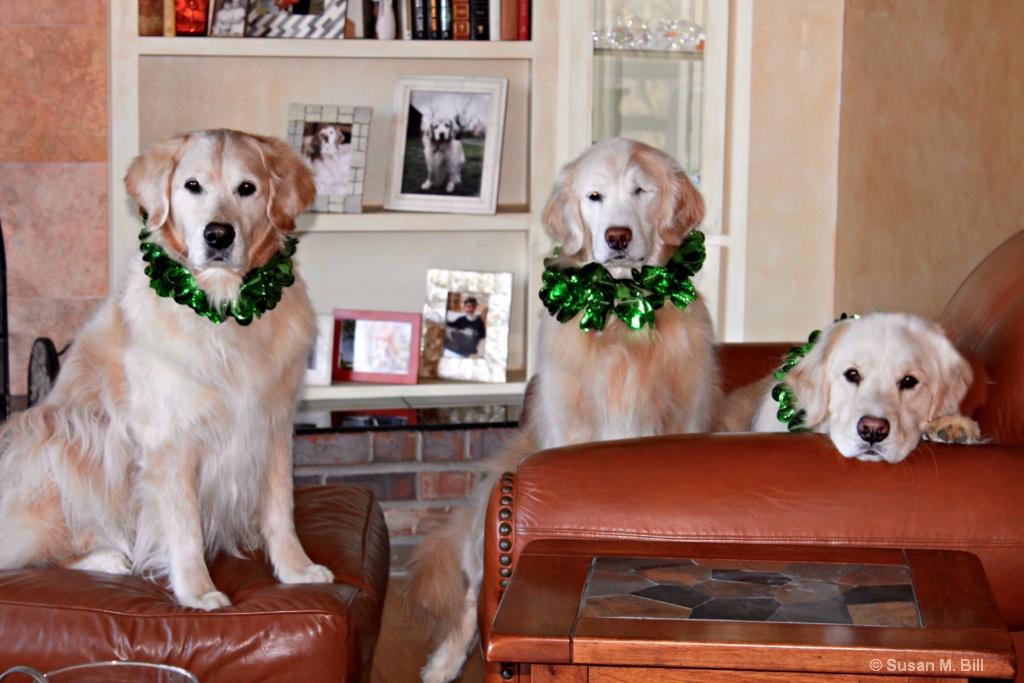 Three Irish Goldens