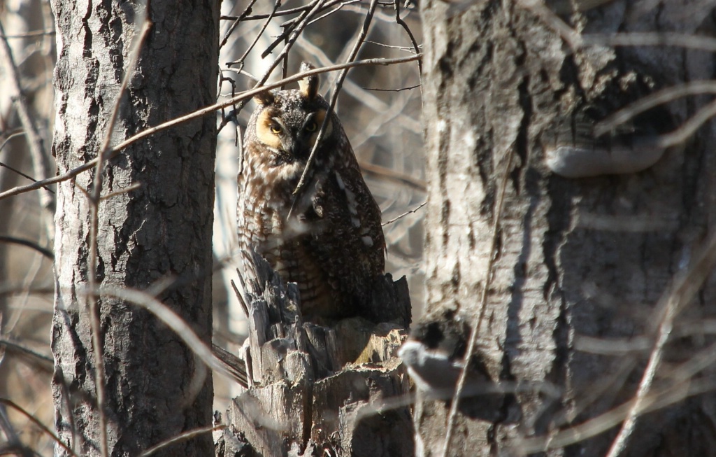 Long-Eared Owl