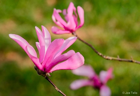 Pink Bloom