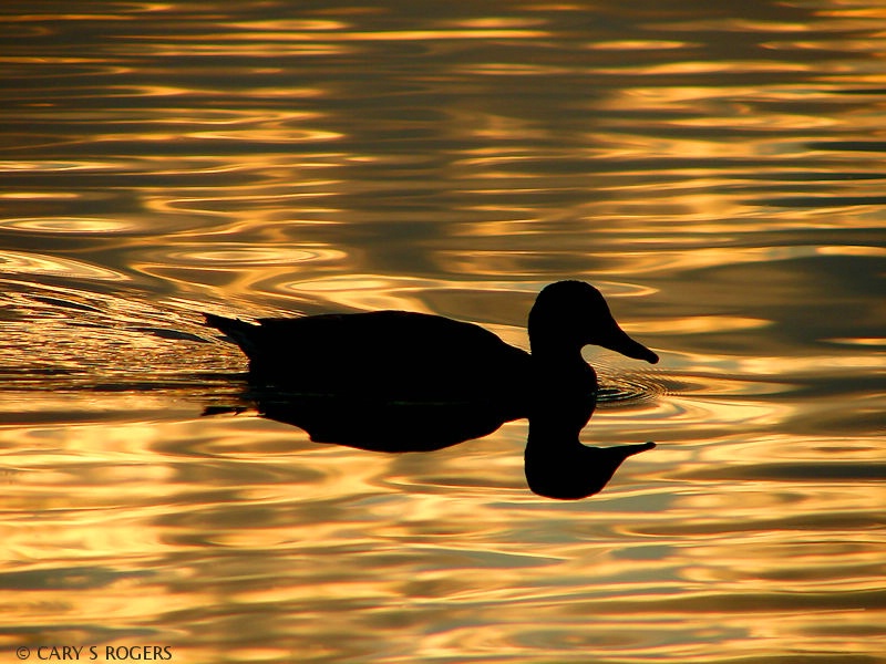 Swimming in Gold