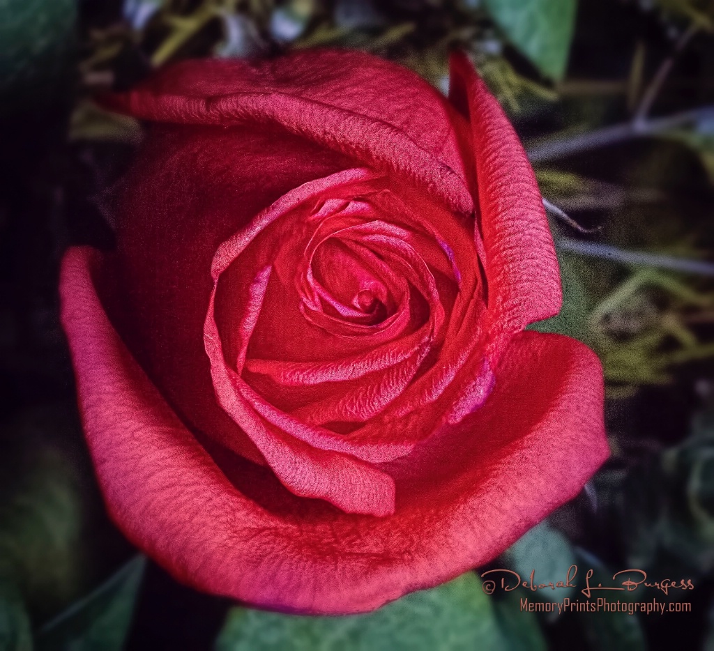 "Coral Anniversary Rose"