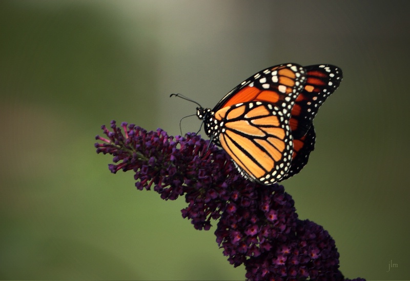 Butterfly Bush and Accessory