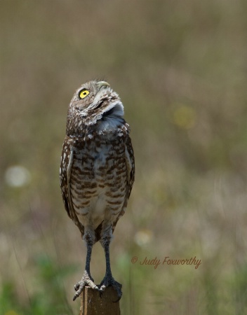 Burrowing Owl, What A Beautiful Day!