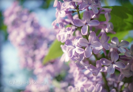 Love Lilacs!