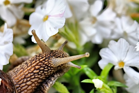 Running through the field of flowers