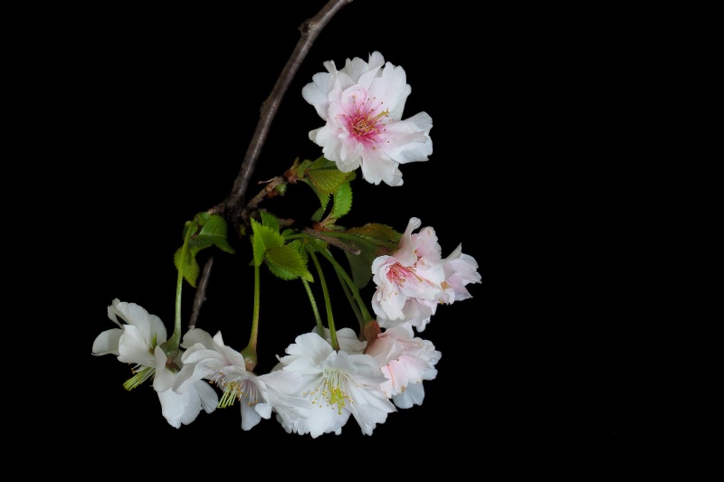 Flowering Plum