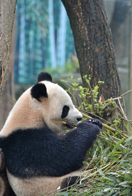 giant panda profile