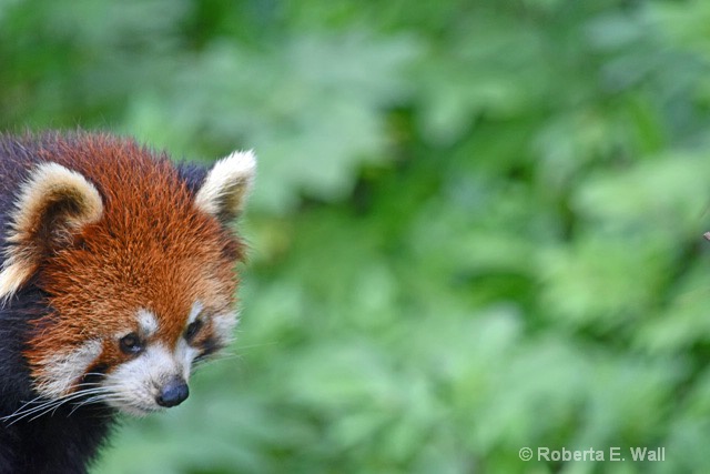 red panda face profile