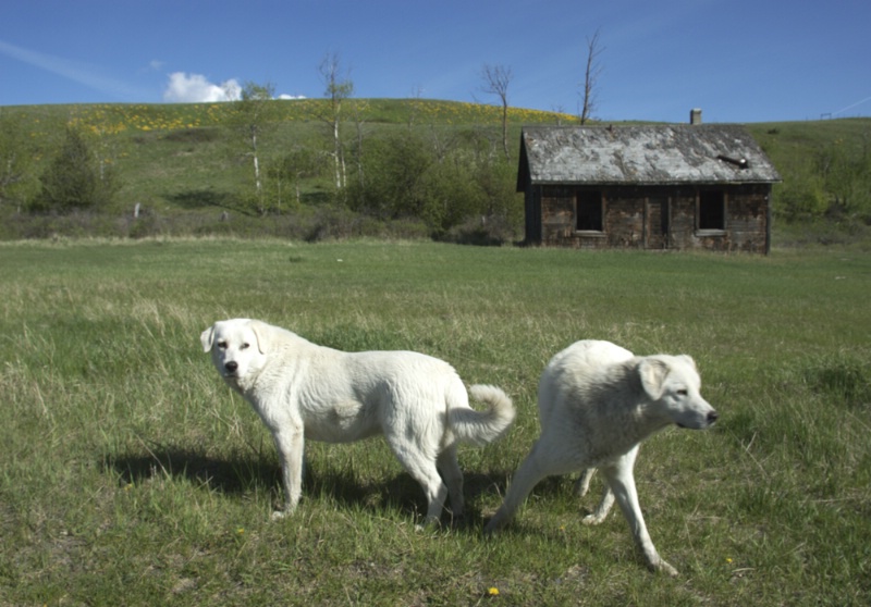Frolicking Farm Dogs