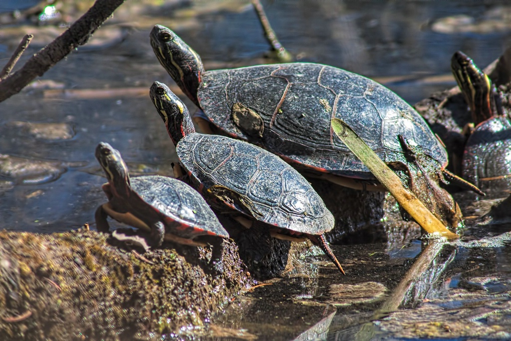 Family Of Turtles