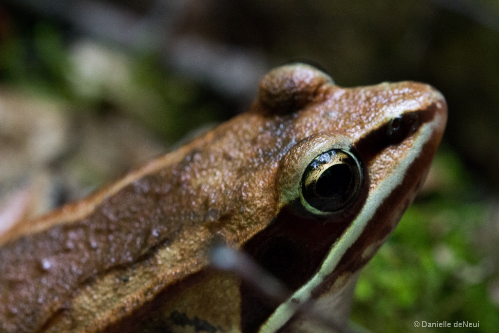 Common brown frog 