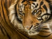 Watchful