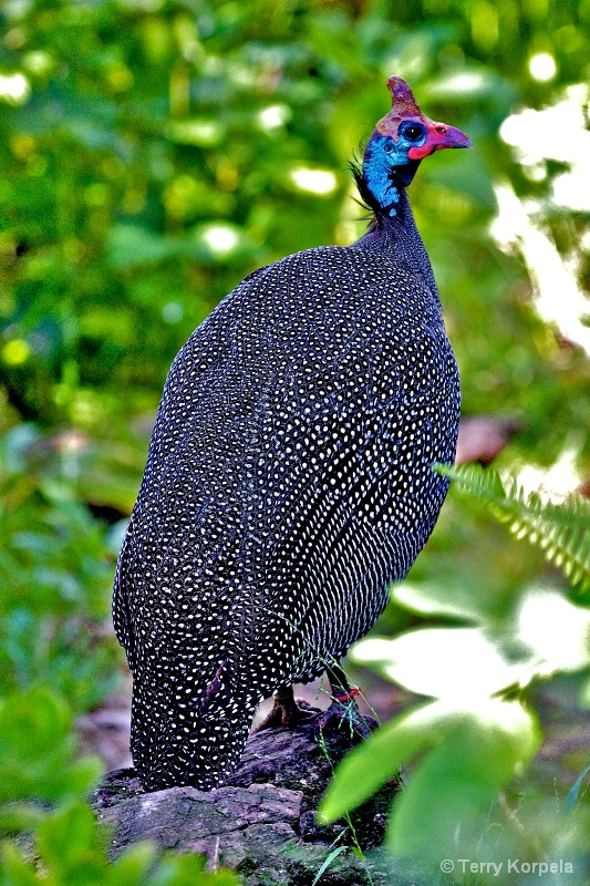 New Guinea Fowl - ID: 15132522 © Terry Korpela