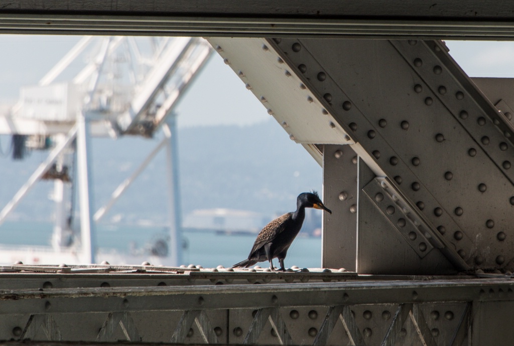 The Crane and the Comran