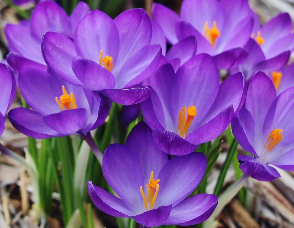 Spring Crocus