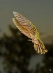 Hummingbirds Seri...