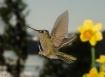 Hummingbirds Seri...