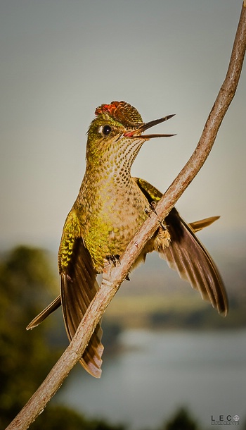 Hummingbirds Series