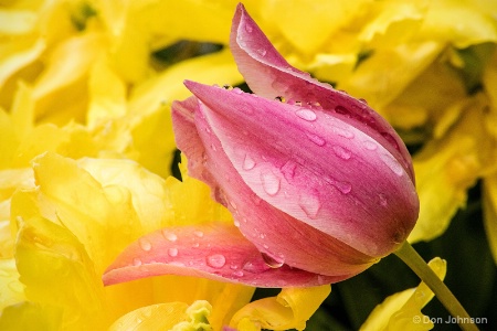 Pink & Yellow Tulips 4-23-16 267
