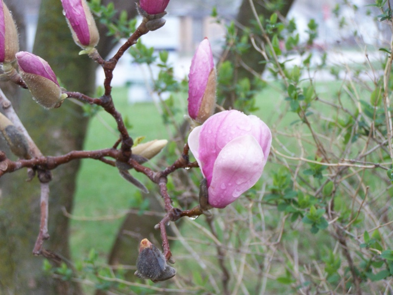 Magnolia Budding