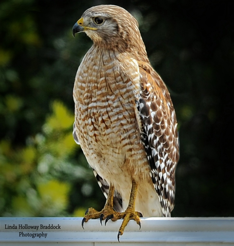 Red Shoulder Hawk on Fence