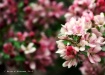 Crabapple Blossom...