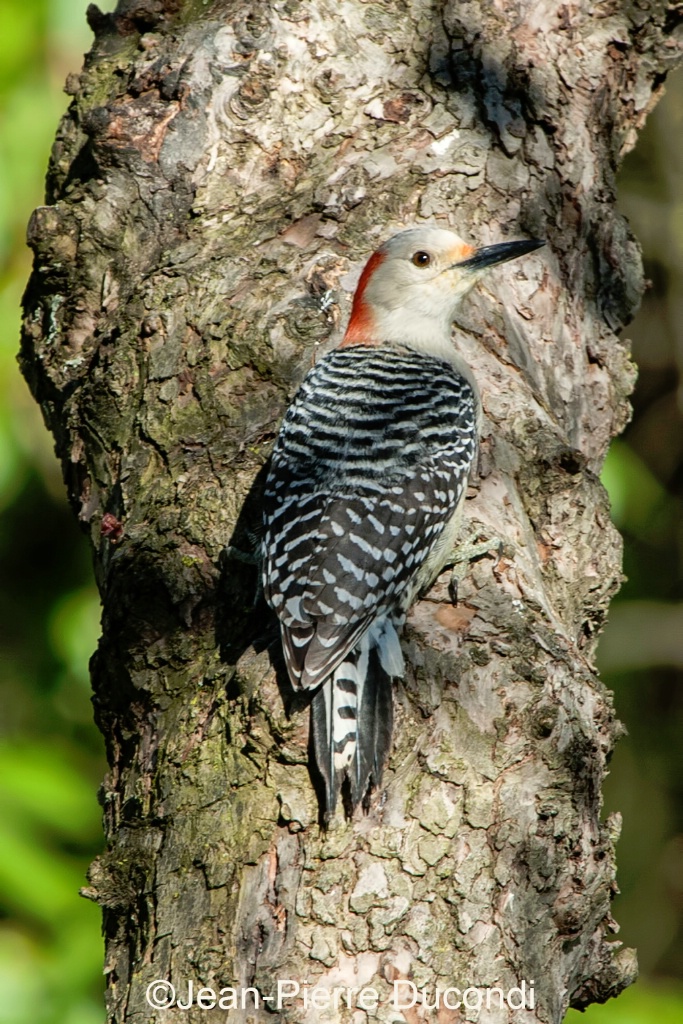 Red-bellied Woodpecker, male.