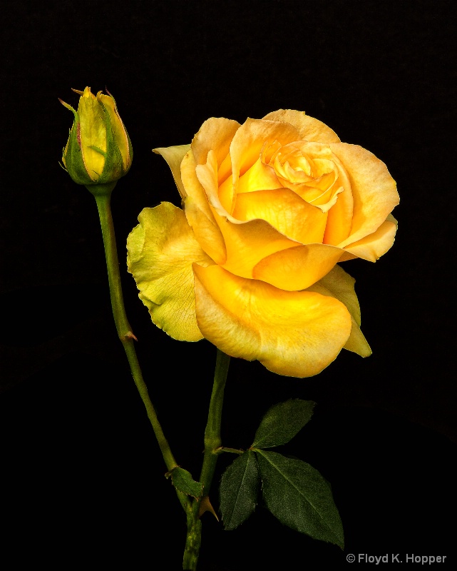 Yellow Rose and Bud