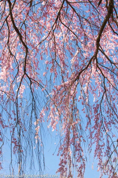 Weeping Cherry Dreaming