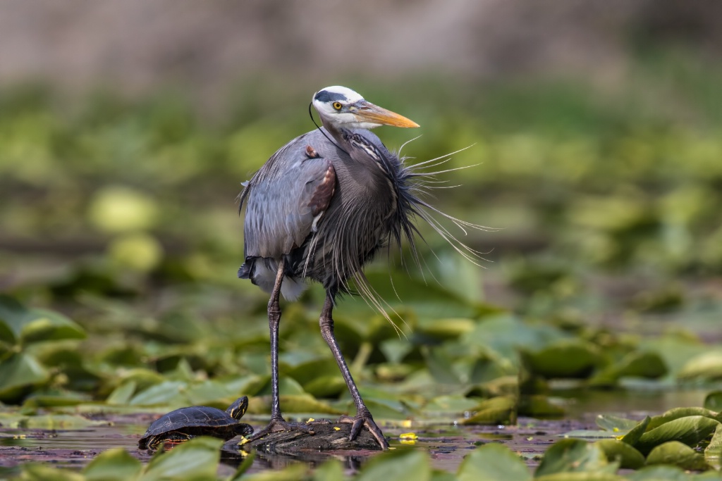 The turtle and the heron
