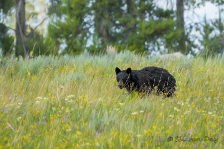 Painted Bear