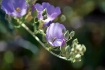 Spring Blossom 