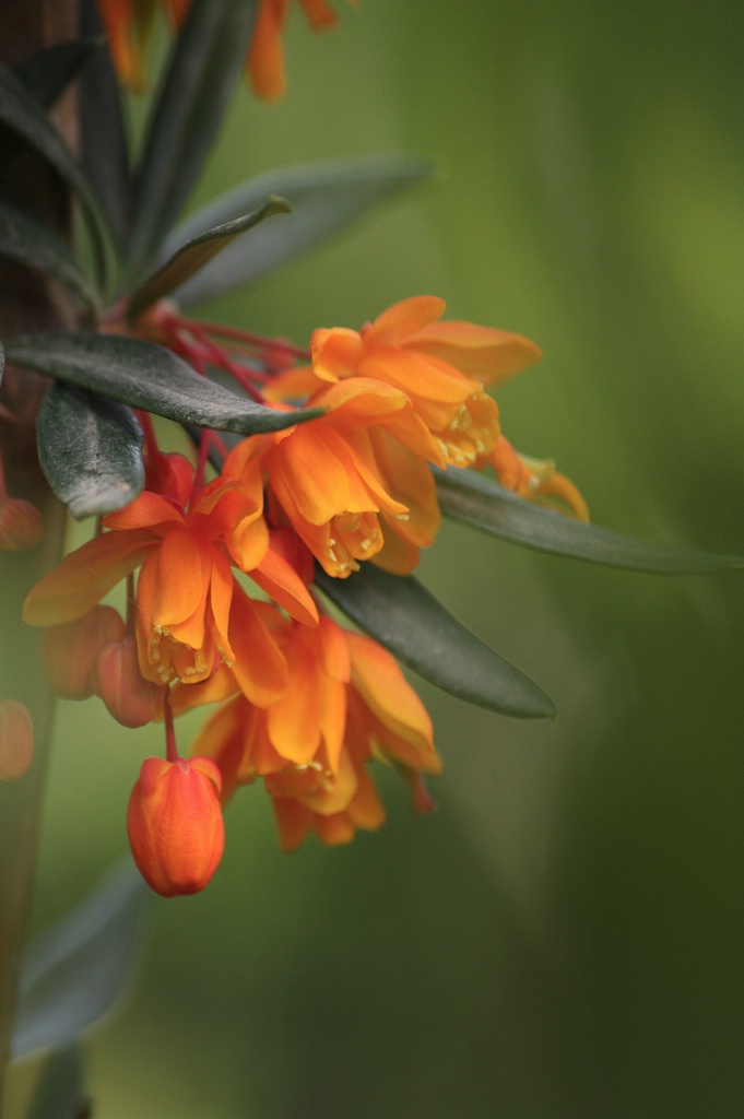 Orange King barberry flowers