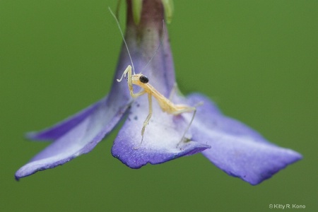 Baby Praying Mantis Grooming