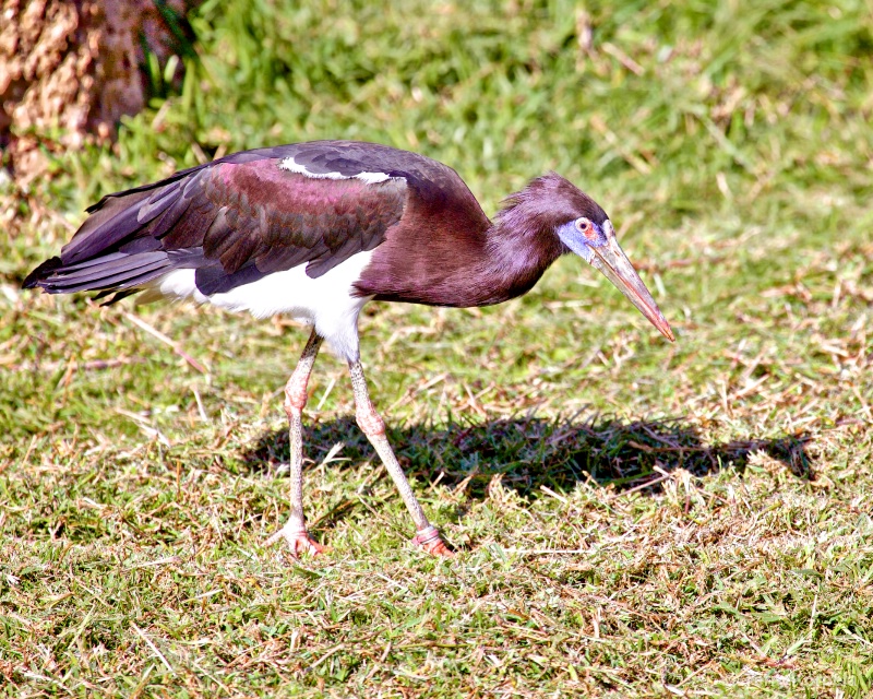 Abdim's Stork - ID: 15133344 © Terry Korpela