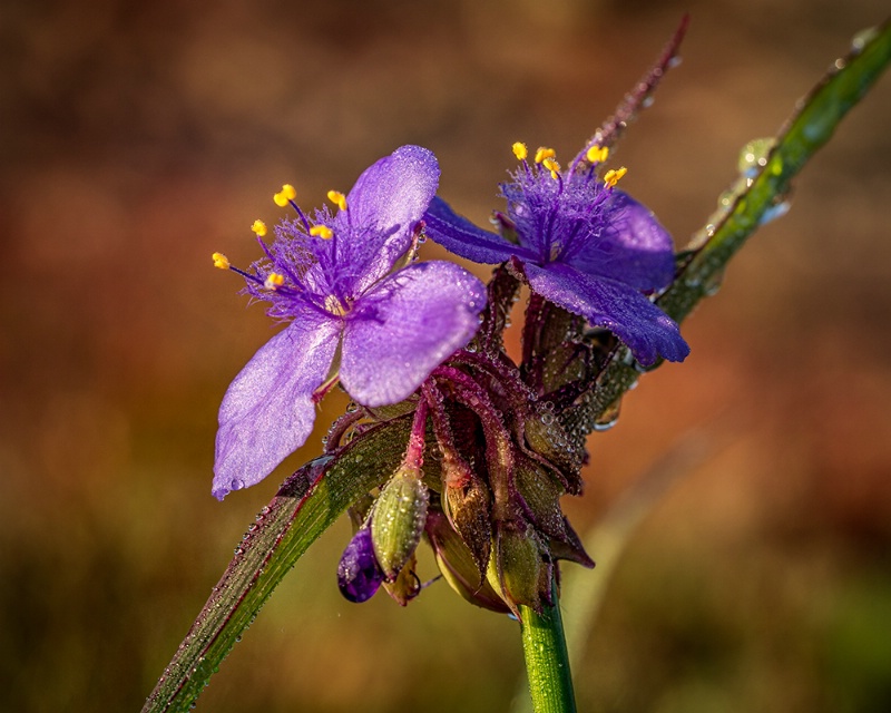 Purple Wildflower on Arabia Mountain