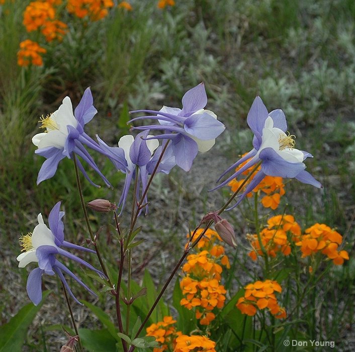 Columbine