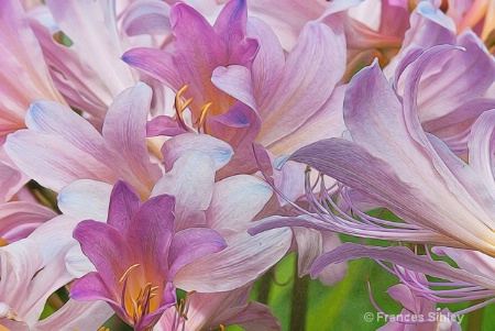 surprise lilies