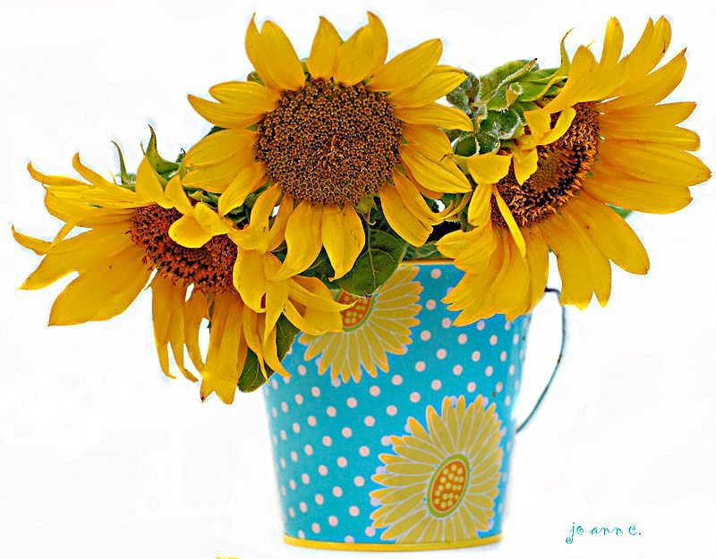 SUNFLOWERS IN POLKA DOT BUCKET