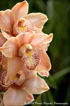 Peach Color Orchids