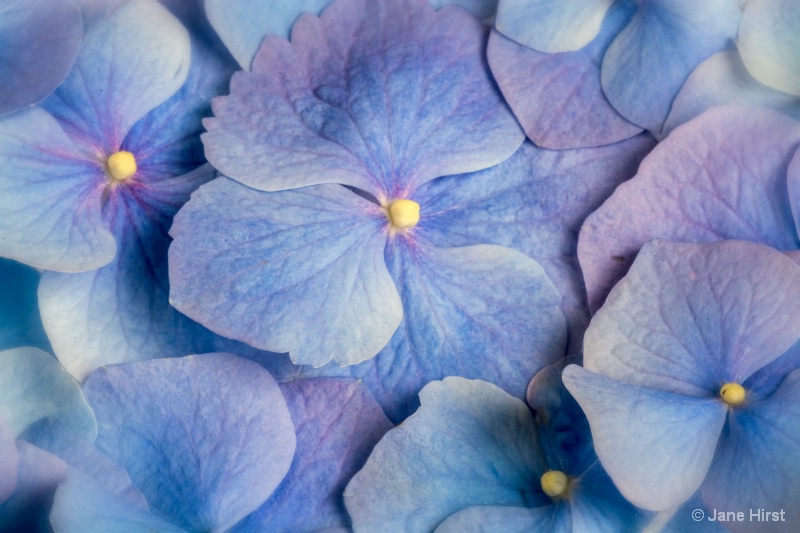 Tiny Blue Flowers