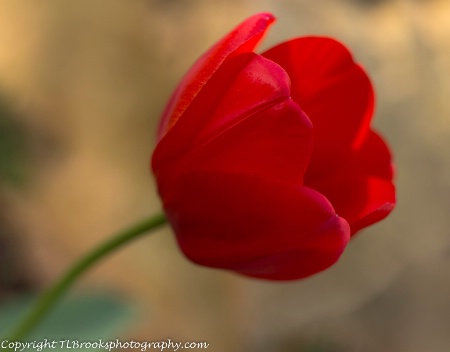 red tulip1
