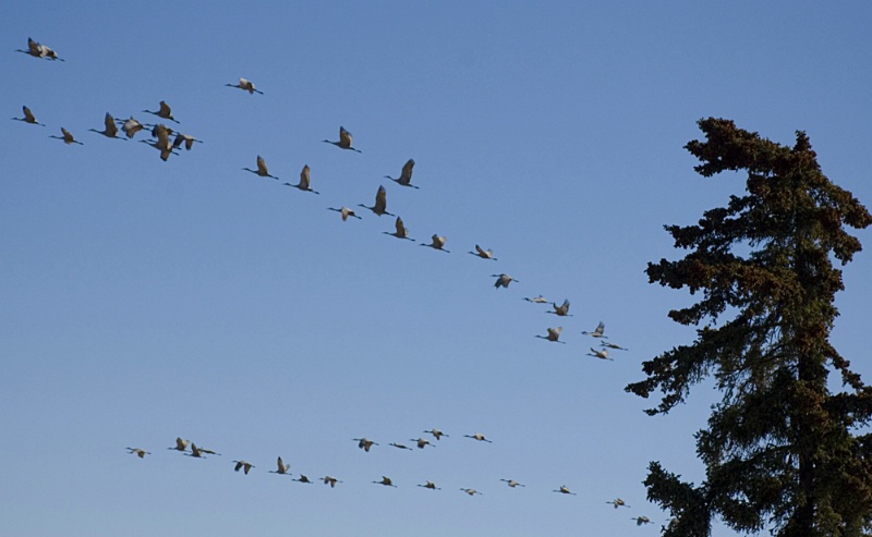 Sandhill Cranes in Flight 