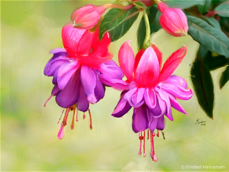 Fuchsia